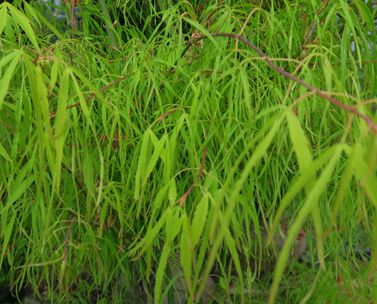 Japán juhar